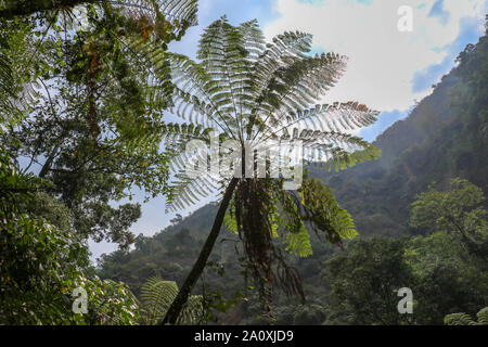 La jungle profonde vallée avec wild et la végétation sauvage. Toutes les nuances de vert luxuriant de la forêt tropicale. Couronne de palmiers qui sort sur les autres palm tree Banque D'Images