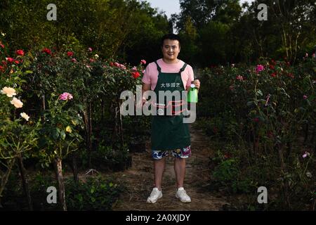 (190922) -- BEIJING, 22 Septembre, 2019 (Xinhua) -- Zhang Yan examine des fleurs dans le village de Xinhe Xinhuai Ville de Tianjin, à l'est du comté de la province du Jiangsu en Chine, le 24 août, 2019. Après avoir obtenu son diplôme en 2012, au lieu de travailler en ville, Zhang Yan revint dans sa ville natale de planter des roses chinoises. En 2016, Zhang a commencé à commercialiser ses fleurs sur l'Internet. Avec moins d'un hectare depuis le début, plus de plantes maintenant Zhang six hectares de roses chinoises avec un revenu de ventes d'un million de yuans (environ 140 000 dollars US) par an. (Xinhua/Li Xiang) Banque D'Images