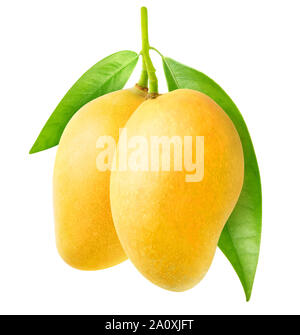 Mangue isolés. Deux mangues jaune accroché à une branche d'arbre isolé sur fond blanc avec clipping path Banque D'Images