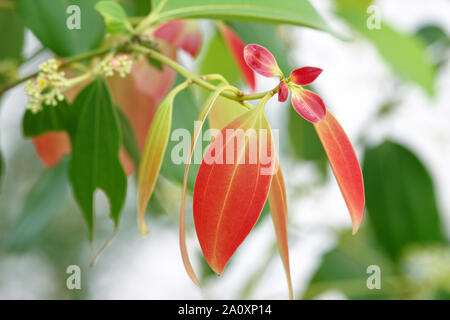 Libre de belles jeunes feuilles de cannelle (Cinnamomum) Banque D'Images