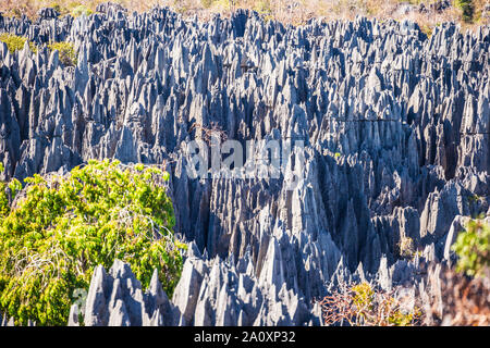 Tsingy de Bemaraha Réserve naturelle intégrale de l'UNESCO Banque D'Images
