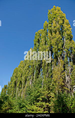 Belle rangée de peuplier Populus ou grands arbres en automne, Parc du Sud, Sofia, Bulgarie Banque D'Images
