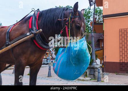 La mastication du cheval de foin un sac accroché sur elle Banque D'Images