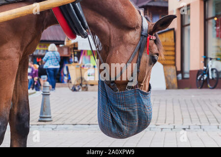 La mastication du cheval de foin un sac accroché sur elle Banque D'Images