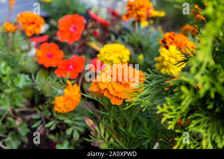 Différents types de fleurs dans le parterre de fleurs Banque D'Images