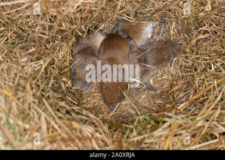 Rötelmaus, Junge, Jungtiere, Tierbabies Rötel-Maus, nid de GI, Waldwühlmaus Wald-Wühlmaus Wühlmaus,,, Maus, Mäusenest, Tierbaby, Clethrionomys glareolus Banque D'Images