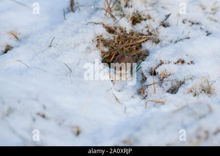 Rötelmaus im Winter bei Schnee, Waldwühlmaus Wald-Wühlmaus Rötel-Maus,,,,, Maus Wühlmaus Clethrionomys glareolus Myodes glareolus, campagnol roussâtre, Banque D'Images