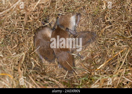 Rötelmaus, Junge, Jungtiere, Tierbabies Rötel-Maus, nid de GI, Waldwühlmaus Wald-Wühlmaus Wühlmaus,,, Maus, Mäusenest, Tierbaby, Clethrionomys glareolus Banque D'Images