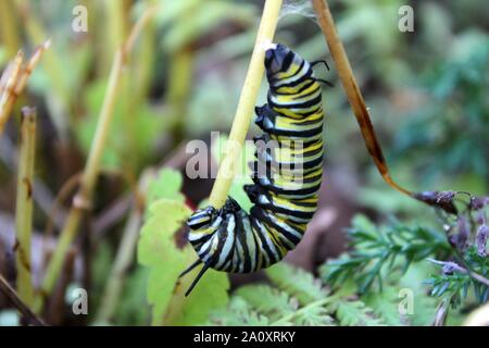 Un monarque Caterpillar se bloque dans un J avant le stade chrysalide Banque D'Images