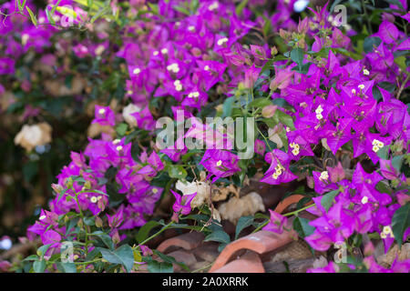 Kahle, Drillingsblume Bougainvillee, Bougainvillie, Bougainville, Drillingsblume Kletterpflanze, la façade, une Fassadenbegrünung, bougainvillées glabra, Banque D'Images