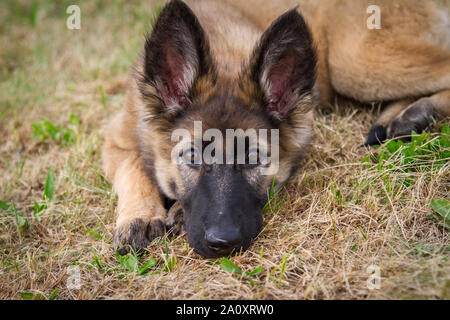 3 mois berger allemand à poil long femelle chien allongé dans l'herbe Banque D'Images