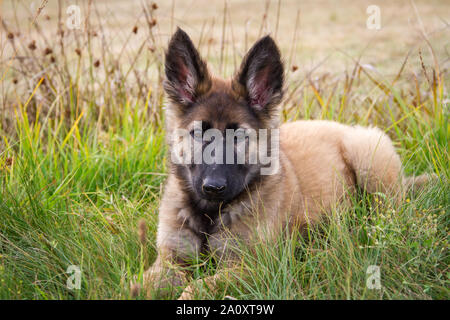 Portrait of a 3 mois berger allemand à poil long femelle chien couché dans la prairie Banque D'Images