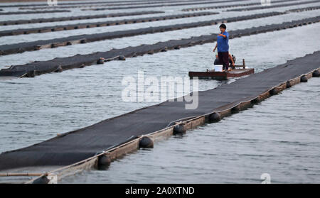 (190922) -- BEIJING, 22 Septembre, 2019 (Xinhua) -- Guo Qi et son mari, vérifier l'état du concombre de mer en bateau dans la ville de Gaizhou, Liaoning Province du nord-est de la Chine, le 5 septembre 2019. Guo Qi, 31, à l'origine un diplôme d'ingénierie civile majeure en 2010. Elle est retournée à sa ville natale avec son mari et a commencé à soulever le flétan noir en 2011. Bien que Guo avait d'apprendre des connaissances pertinentes à partir de zéro et de s'habituer à l'épuisement causé par des heures de travail acharné, elle a réussi et n'a jamais abandonné. À l'heure actuelle, Guo a établi 3 bases turbot à Liaoning et Hebei, avec la production de turbot annuel ov Banque D'Images