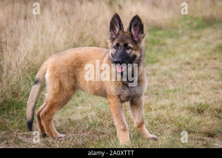 Berger Allemand Poil Long Chiot Debout Sur Une Prairie Au