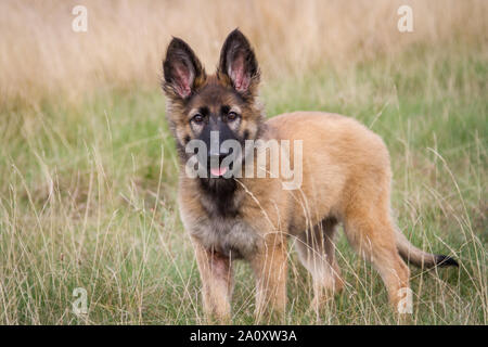 Berger Allemand Poil Long Chiot Debout Sur Une Prairie Au