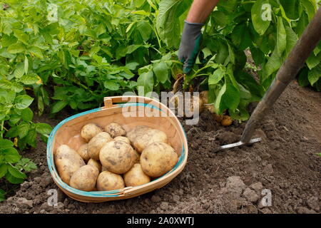 Solanum tuberosum 'arfona'. Allotissement fraîchement creusée cultivées de pommes de terre récoltés à la main dans un trug par une femme chauffeur particulier (photo). UK Banque D'Images