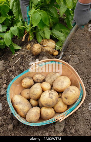 Solanum tuberosum 'arfona'. Allotissement fraîchement creusée cultivées de pommes de terre récoltés à la main dans un trug par une femme chauffeur particulier (photo). UK Banque D'Images