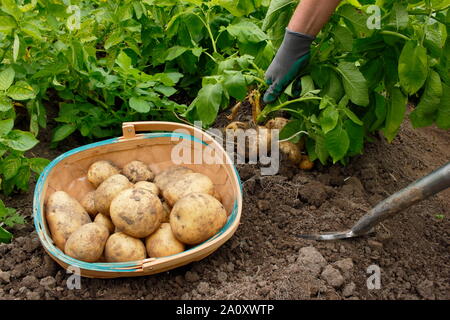 Solanum tuberosum 'arfona'. Allotissement fraîchement creusée cultivées de pommes de terre récoltés à la main dans un trug par une femme chauffeur particulier (photo). UK Banque D'Images