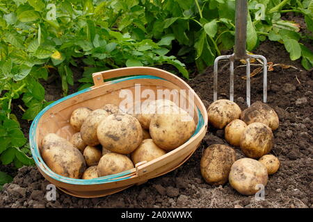 Solanum tuberosum 'arfona'. Les pommes de terre fraîchement creusée deuxième récoltés dans un trug dans un allotissement jardin. UK Banque D'Images