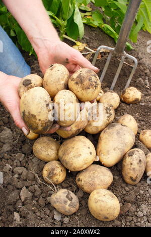 Solanum tuberosum 'arfona'. Allotissement fraîchement creusée dans une récolte de pommes de terre cultivées trug par une femme chauffeur particulier (photo). UK Banque D'Images