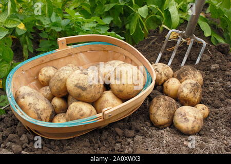 Solanum tuberosum 'arfona'. Les pommes de terre fraîchement creusée deuxième récoltés dans un trug dans un allotissement jardin. UK Banque D'Images