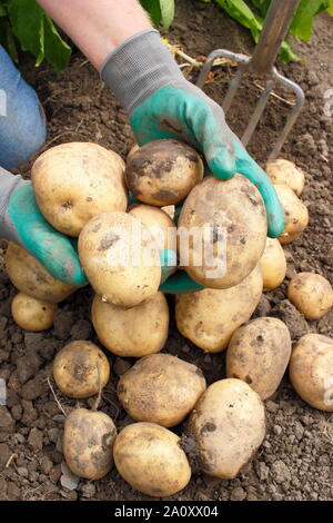 Solanum tuberosum 'arfona'. Allotissement creusés fraîchement récoltés pommes de terre cultivées par des femmes (voir photo). UK Banque D'Images