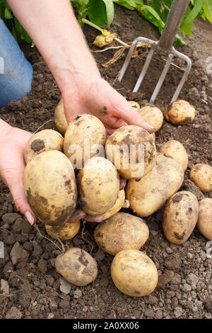 Solanum tuberosum 'arfona'. Allotissement creusés fraîchement récoltés pommes de terre cultivées par des femmes (voir photo). UK Banque D'Images