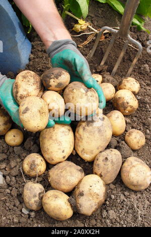 Solanum tuberosum 'arfona'. Allotissement creusés fraîchement récoltés pommes de terre cultivées par des femmes (voir photo). UK Banque D'Images