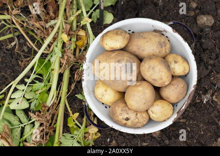 Solanum tuberosum. La récolte de pommes de terre arfona «' dans une passoire dans un allotissement jardin. UK Banque D'Images