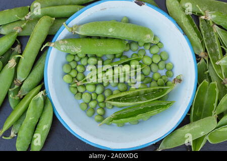 Pisum sativum 'au-delà'. Pois pois ridés fraîchement cueillis dans leurs gousses. UK Banque D'Images