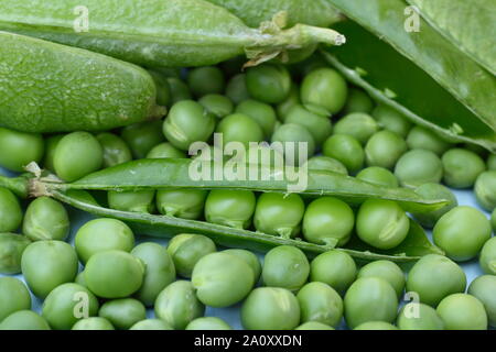 Pisum sativum 'échevin'. Jardin maison fraîchement récolté pois dans leurs gousses. UK Banque D'Images