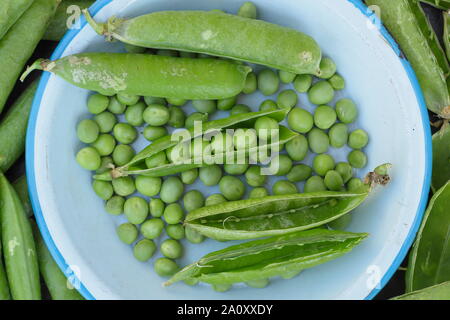 Pisum sativum 'au-delà'. Pois pois ridés fraîchement cueillis dans leurs gousses. UK Banque D'Images