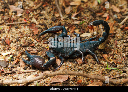 Le Red-Scorpion griffus préfère les forêts humides et les zones qu'il peut se cacher dans le bois mort ou sous l'écorce. Ils sont plus facilement agité et l'Aiguillon Banque D'Images