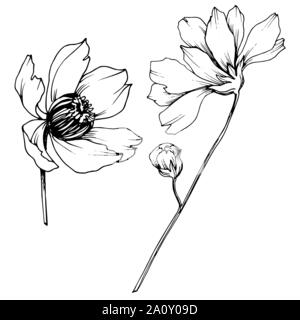 Vector floral cosmos fleurs botanique. Gravée en noir et blanc L'art de l'encre de l'élément isolé cosmea illustration. Illustration de Vecteur