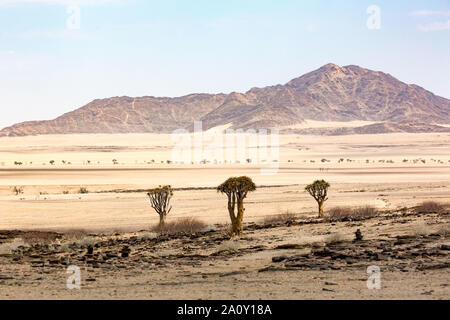 Paysage de désert surréaliste avec arbres carquois, Namibie, Afrique Banque D'Images