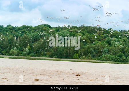 Flock of seagulls sur la rive, nuageux sur le bord de la mer Banque D'Images