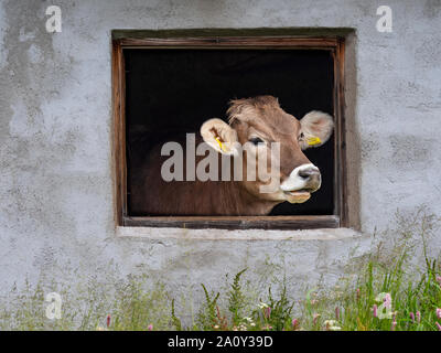 Vache laitière à la fenêtre de shed Siusi Dolomites plus grand plateau pré alpin en Europe Banque D'Images