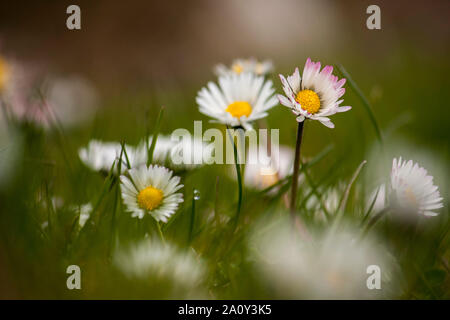 Bellis perennis ou Daisy Banque D'Images