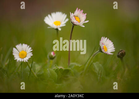 Bellis perennis ou Daisy Banque D'Images