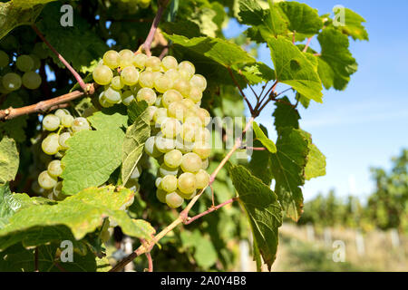 Le Riesling de raisins de vigne sur un vignoble en agriculture biologique Banque D'Images