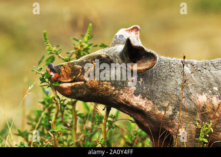 Gros plan du cochon sale en quête de nourriture dans eco farm Banque D'Images