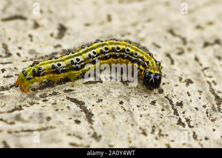 Macro image Cydalima perspectalis de Caterpillar (l'espèce d'arbre de boîte) Banque D'Images