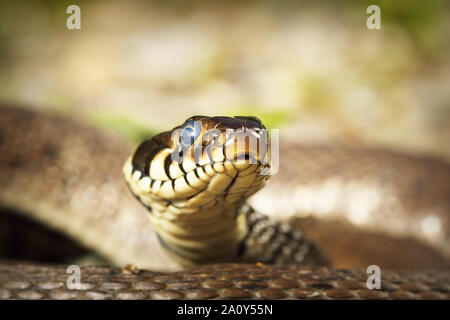 Portrait de curieux couleuvre regardant la caméra ( Natrix natrix ) Banque D'Images