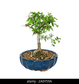 L'Ulmus parvifolia bonsai isolé sur fond blanc Banque D'Images