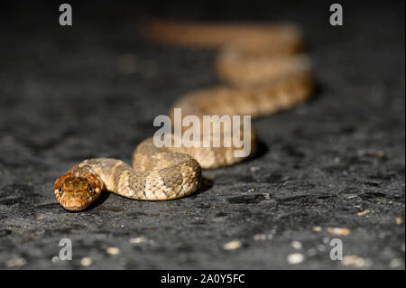Blotched Serpent d'eau (Nerodia, erythrogaster transversa), NW Washington, USA. Banque D'Images