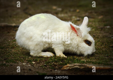 Jeune lapin blanc en quête de nourriture dans la cour de ferme Banque D'Images