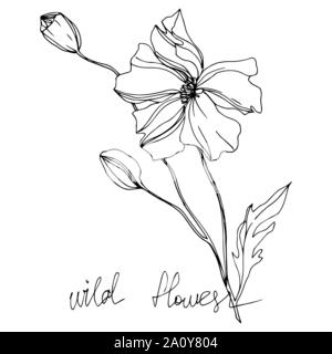 Vector floral Fleurs sauvages fleurs botanique. Lame de ressort sauvages isolés de fleurs sauvages. Gravée en noir et blanc art fleurs illustration isolé d'encre ele Illustration de Vecteur