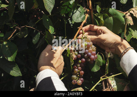 Cueillette à la main des femmes à partir de raisins du vignoble. Close up Banque D'Images