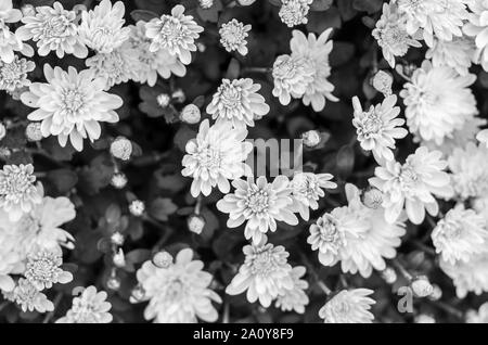 Motif en noir et blanc floral Banque D'Images