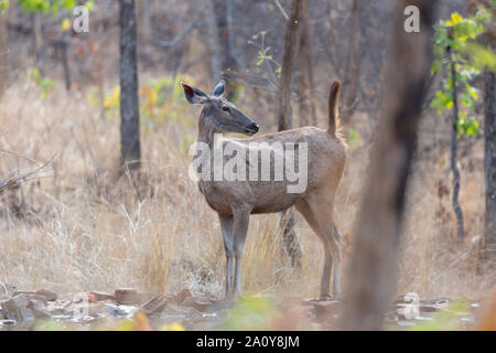 Cerfs Sambar ou Rusa unicolor dans Pench Parc natinal, Maharashtra, Inde. Banque D'Images